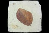 Fossil Leaf (Beringiaphyllum) - Montana #101884-1